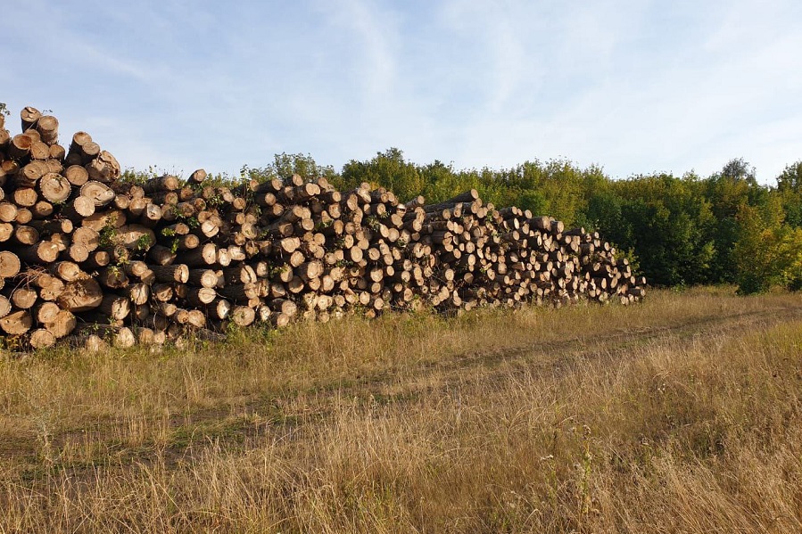 Житель Жердевского района незаконно вырубил более двух тысяч деревьев