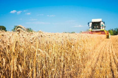 На поддержку производителей зерна Тамбовская область получит 339 млн рублей