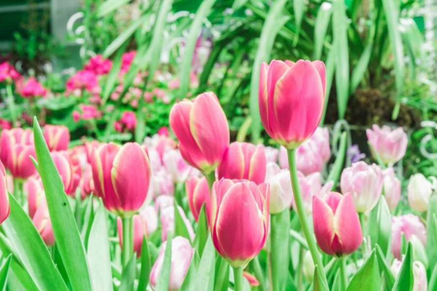 В Тамбовской области будут выращивать 18 видов тюльпанов