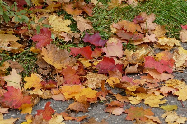 Врач рассказала об опасности опавших листьев для здоровья