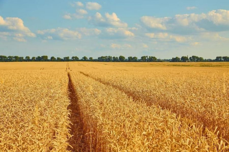 "Малком-Агро": "За счет технологий урожайность растет каждый год"