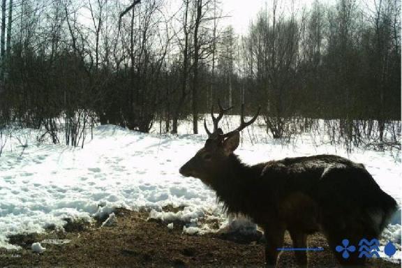 В фотоловушку в Тамбовской области попал благородный олень