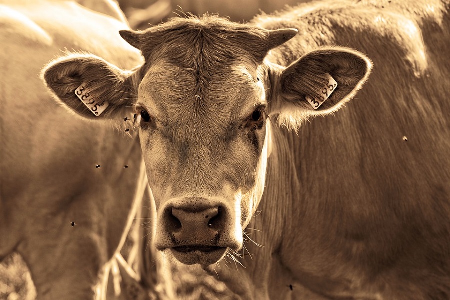 В Тамбовской области выявлен новый случай бруцеллёза у коров