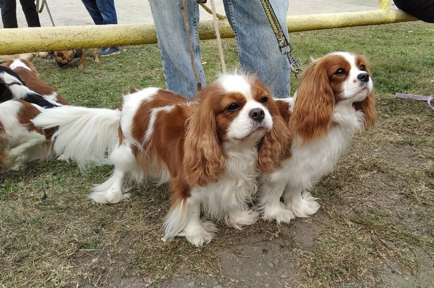 На тамбовском ипподроме 7 мая пройдут две Всероссийские выставки собак всех пород