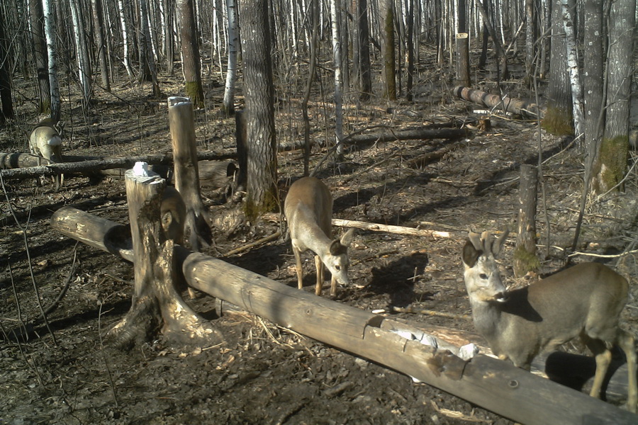 В Тамбовской области проверяют, как жители соблюдают правила охоты