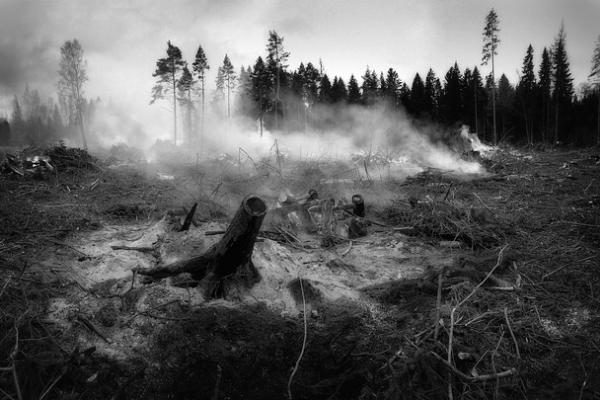 "Единая Россия": Средства на борьбу с лесными пожарами усилят систему лесоохраны