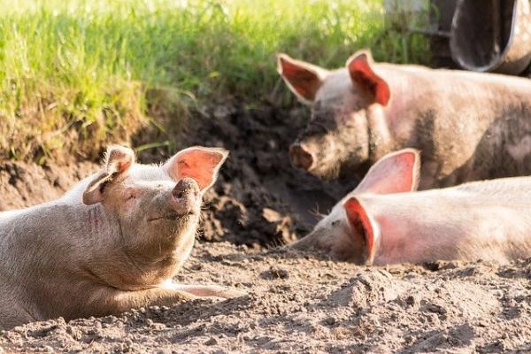 Прокуроры выявили нарушение на свиноводческом хозяйстве одной из колоний региона