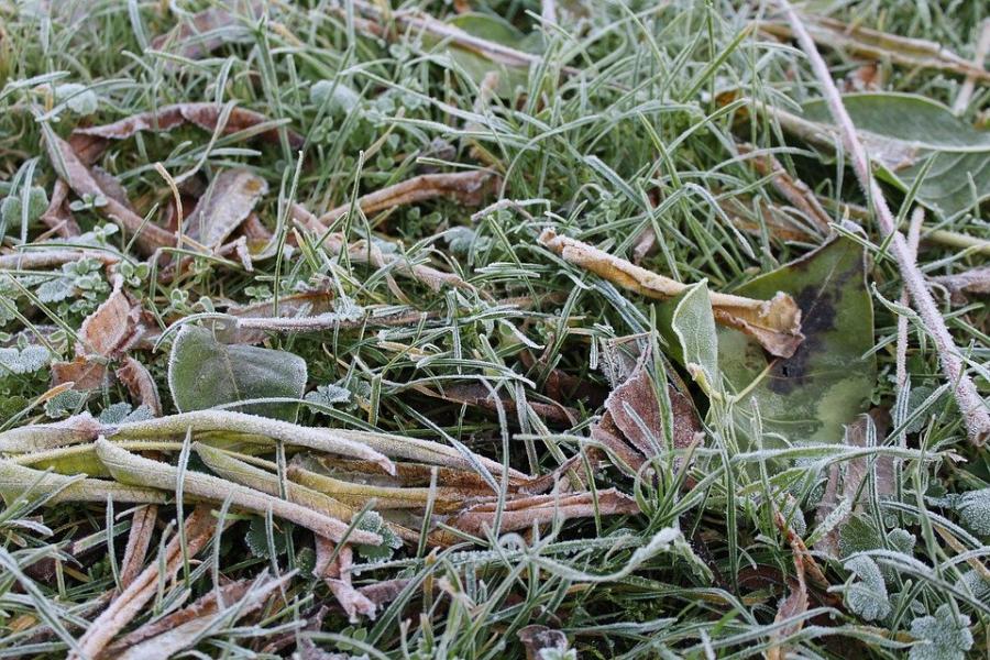 Завтра утром в Тамбовской области ожидаются заморозки