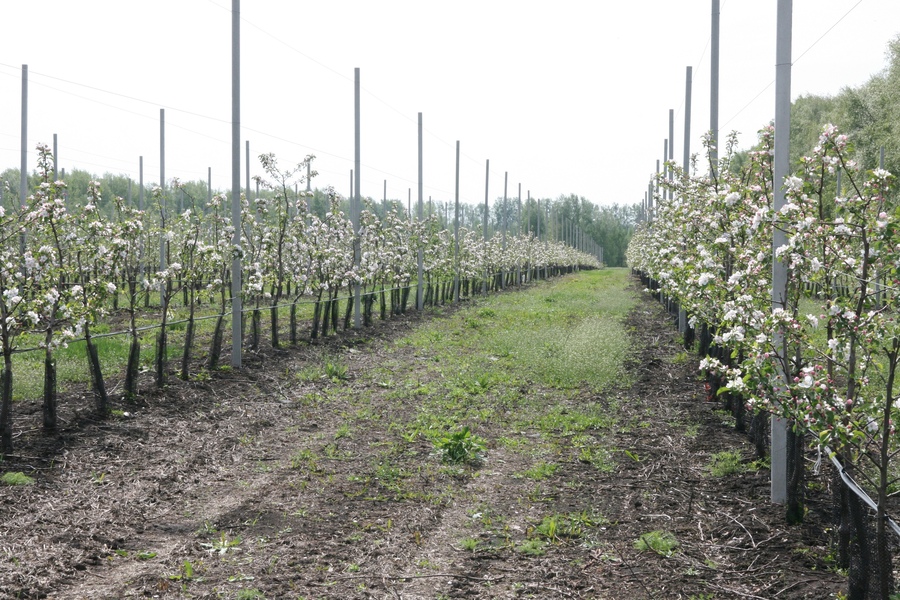 В Тамбовской области во второй раз проходит фестиваль "Мичуринские яблони в цвету"