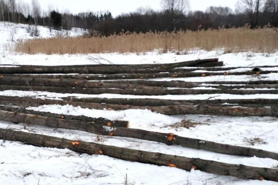 В Сосновском районе местный житель вырубил 20 деревьев ольхи