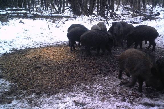 В 2019 году в Тамбовской области проверят двенадцать охотничьих хозяйств