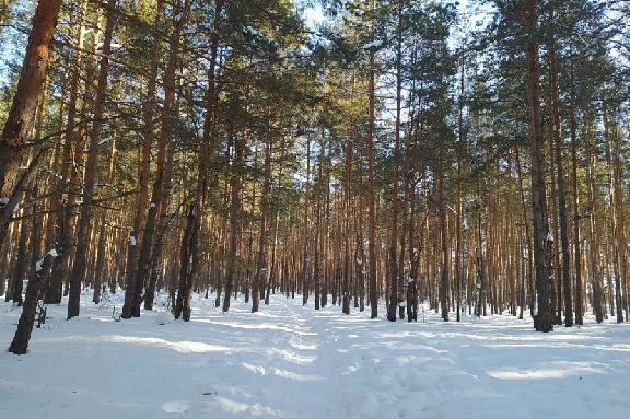 В Тамбовской области лесовосстановление проведут на площади не менее 760 гектаров