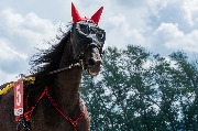 DSC_0169.jpg