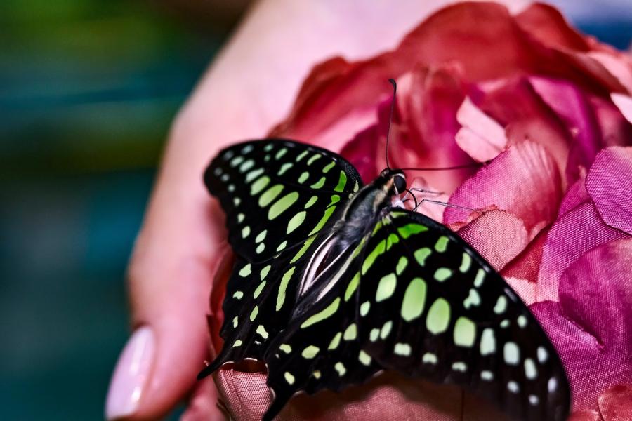 Тамбовчане увидят бабочек со всего мира