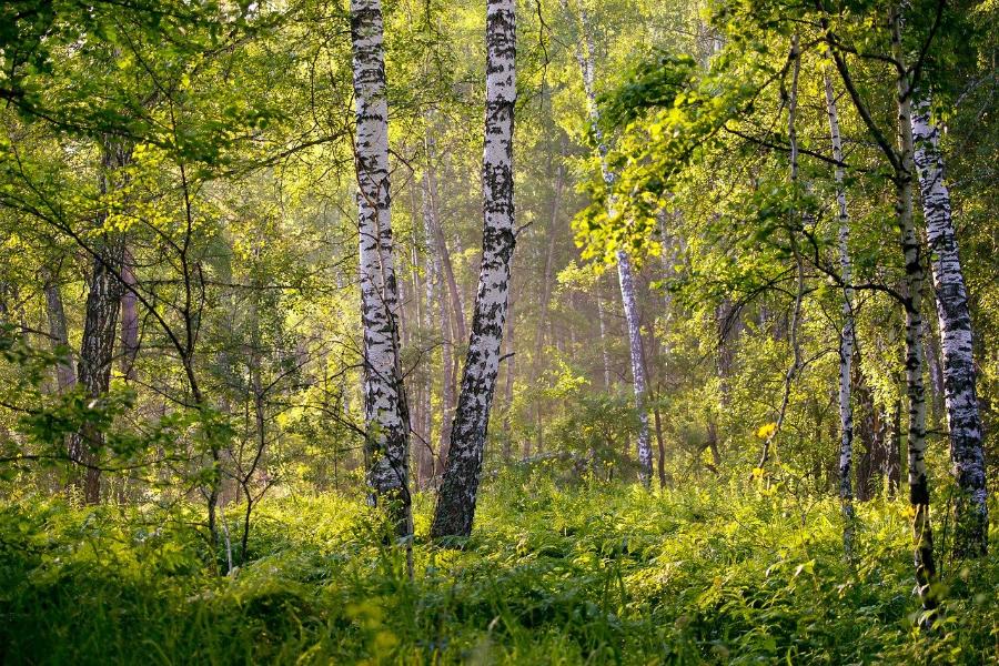 В Тамбовской области в прошлом году было восстановлено 912 гектаров леса