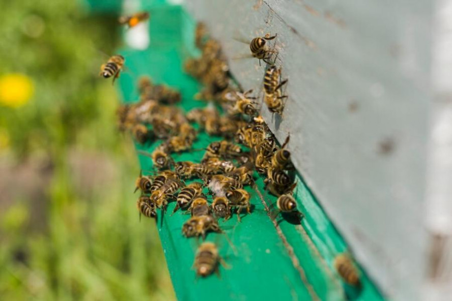 За массовую гибель пчёл в Пичаевском округе с фермы взыскали более 3,5 млн рублей 