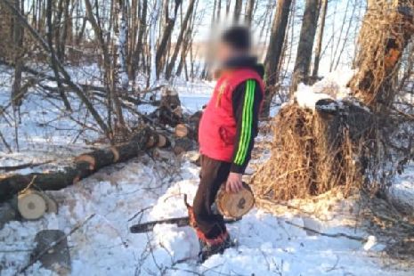 Жителя Тамбовской области задержали за незаконную рубку деревьев