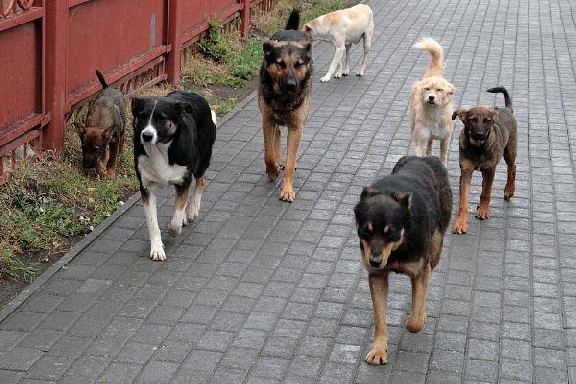 Жители Мичуринска жалуются на стаи бездомных собак