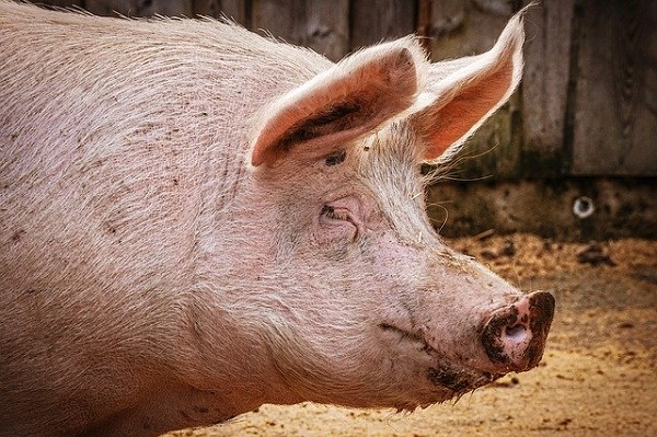 В Тамбовской области прошли проверки из-за африканской чумы свиней