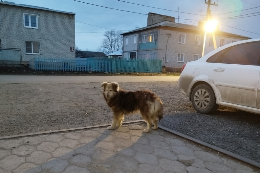 Юному тамбовчанину компенсируют 10 тысяч рублей за ущерб от нападения собаки