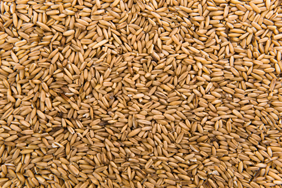 Тамбовская область увеличила экспорт зерновых культур