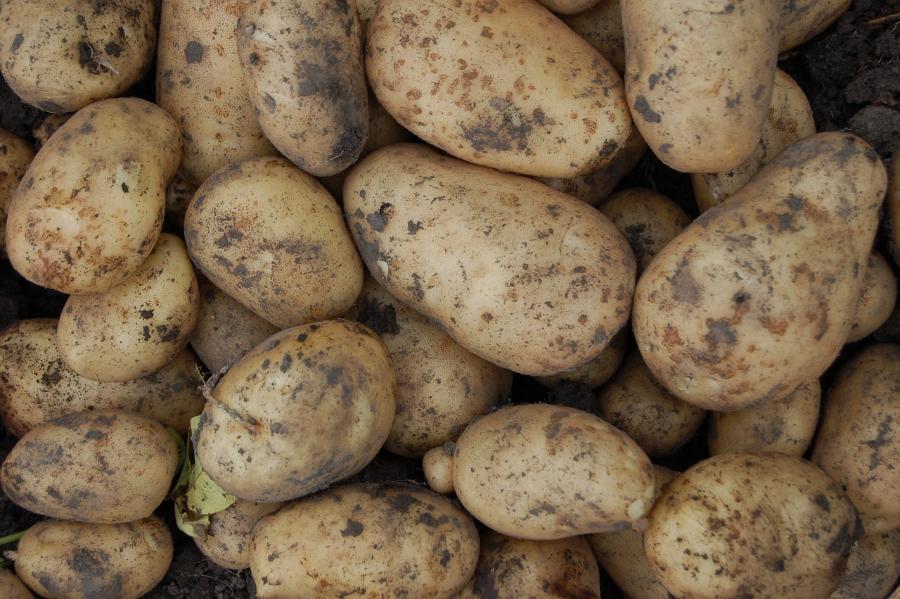 Производители предложили продавать россиянам картофель "экономкласса"