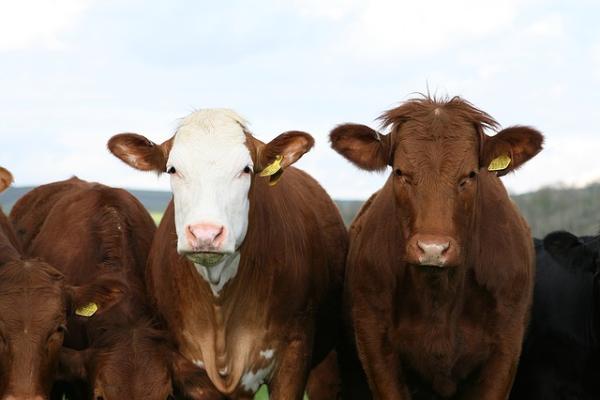 В Тамбовской области выявили ещё четыре случая лейкоза у коров
