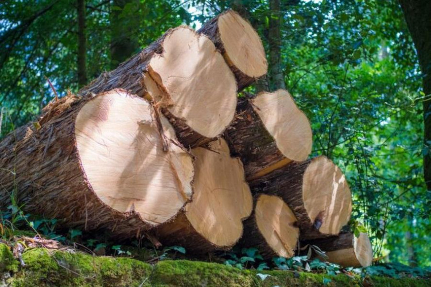 За незаконную вырубку деревьев житель Бондарского округа заплатит 11 млн рублей