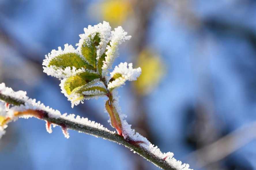 Тамбовчан предупредили о заморозках в конце марта