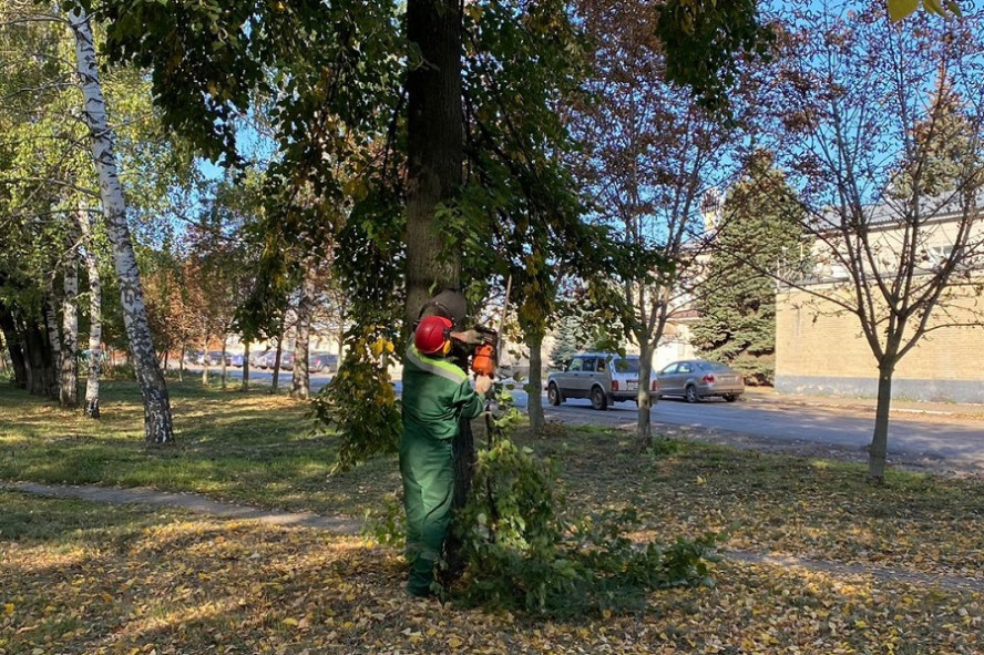 В Тамбове с начала года удалили почти три тысячи аварийных деревьев