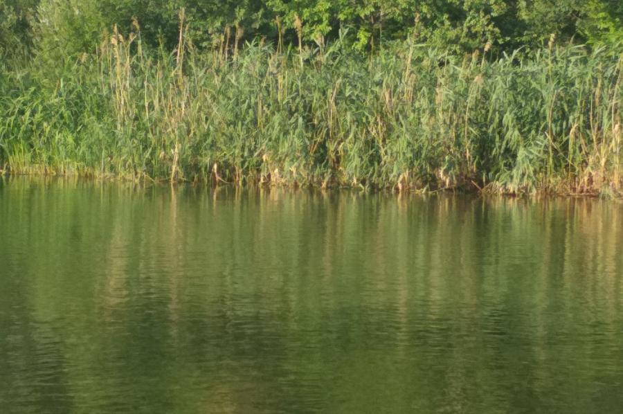 Рыбак утонул в пруду в Никифоровском районе