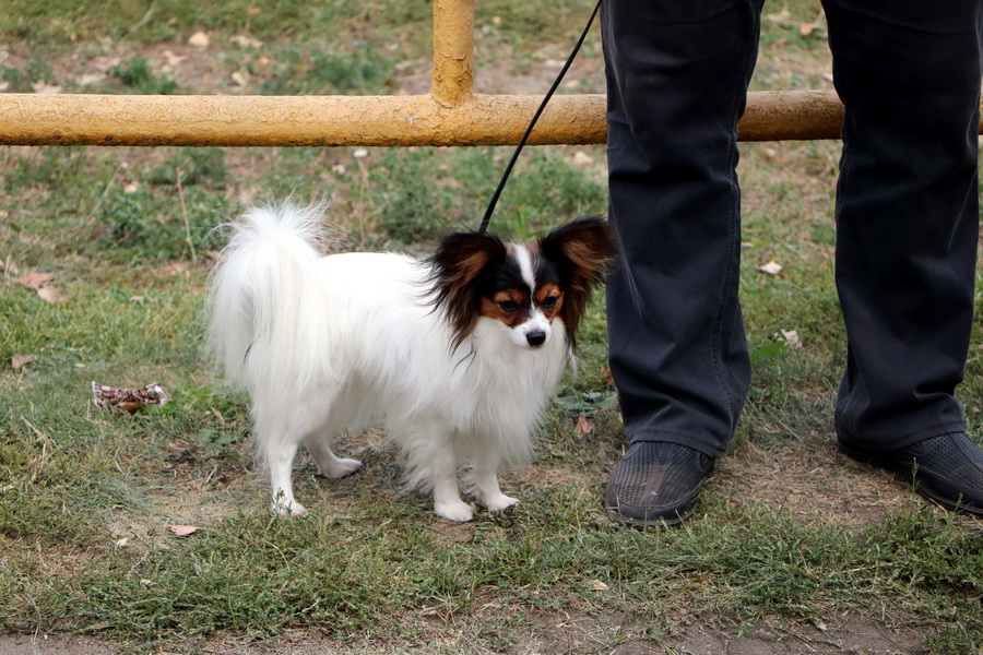 От немецкого шпица до сенбернара: в Тамбове прошла всепородная выставка собак