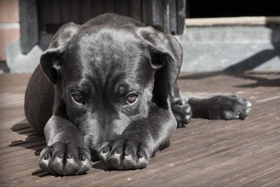 Вопрос с бродячими собаками в Тамбове остаётся открытым