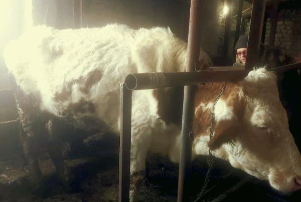 В Тамбовской области глава КФХ заморил голодом 11 коров