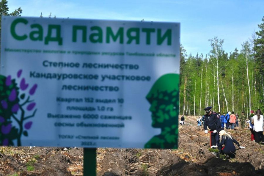 В рамках акции "Сад Памяти" тамбовские активисты высадили 174 тысячи молодых деревьев в регионе и ЛНР