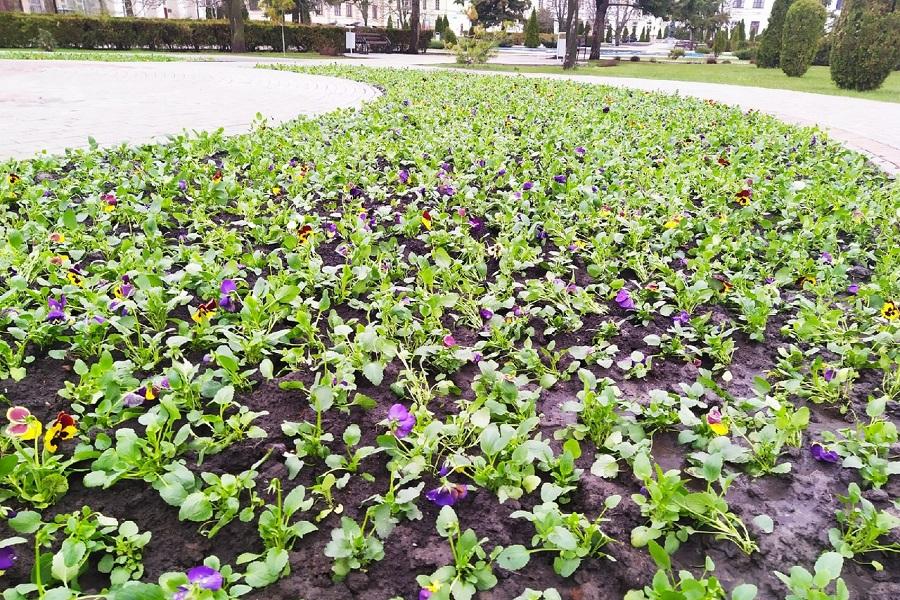 В Тамбове начался сезон массовой высадки цветов