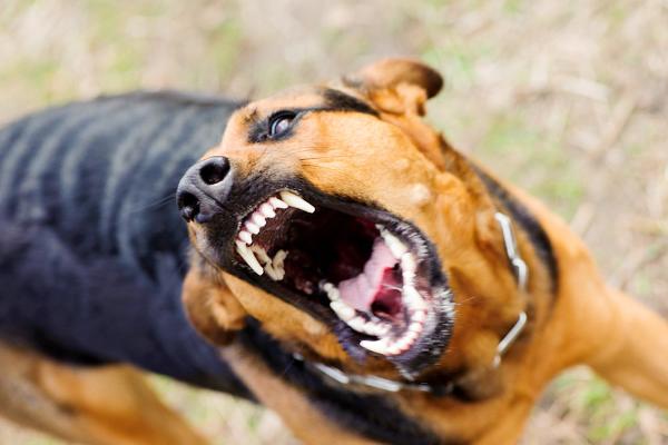 В России вступил в силу запрет на выгул опасных собак без намордника