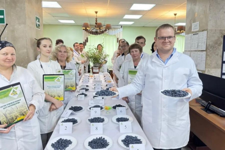 Мичуринские селекционеры представили новые гибриды жимолости для южных регионов