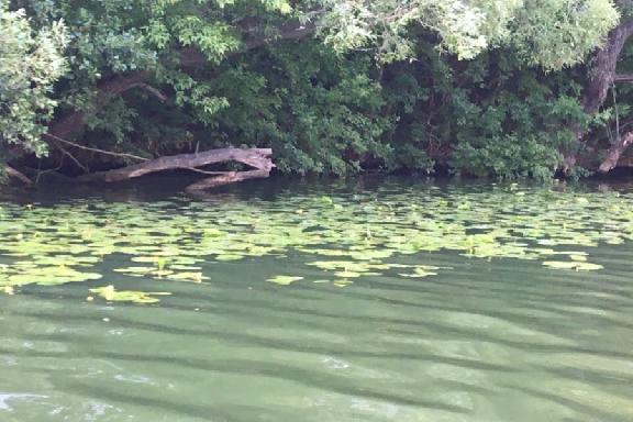 В Мичуринском районе студент разработал проект по возрождению вымирающего озера