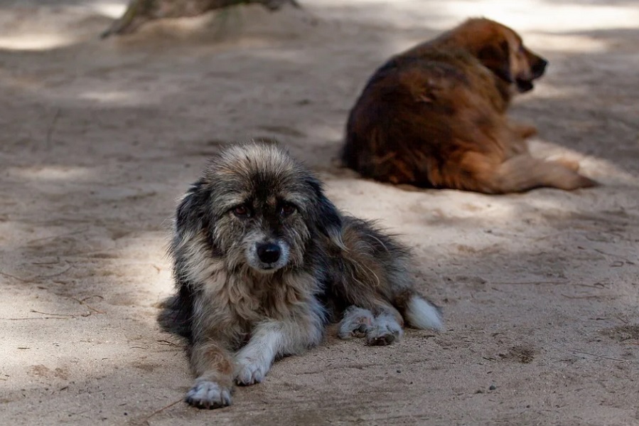 В Тамбовской области планируют значительно сократить численность бездомных животных
