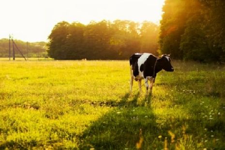 В Тамбовской области бешенство выявлено у коровы