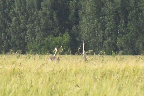 Численность краснокнижного серого журавля в Тамбовской области увеличилась на 14%