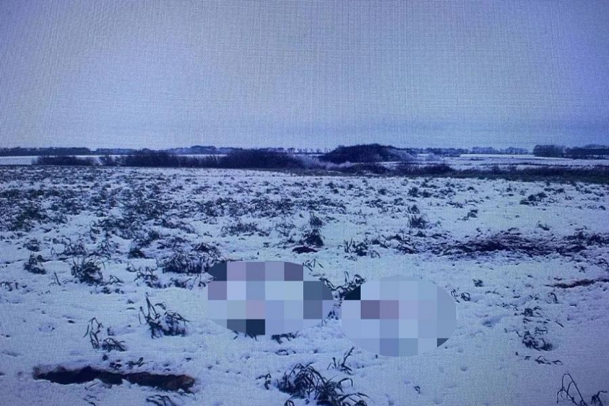 В Ржаксинском округе обнаружили останки лося