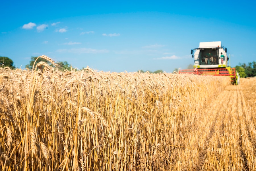 На поддержку производителей зерна Тамбовская область получит 339 млн рублей