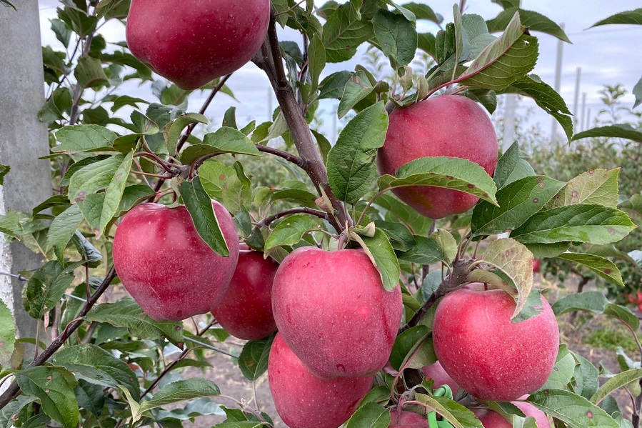 В Тамбовской области садоводы собрали более 3,6 тысячи тонн яблок