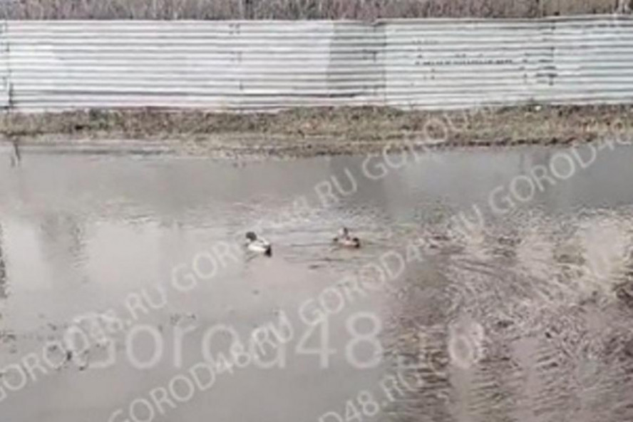 В Липецке на месте порыва водопровода поселились утки