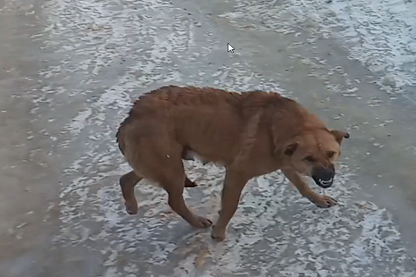 Жители Мичуринска жалуются на стаи бездомных собак