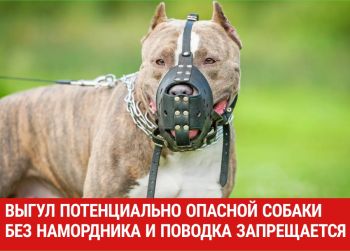 С 1 января 2020 года выгул потенциально опасной собаки без намордника и поводка независимо от места выгула запрещается