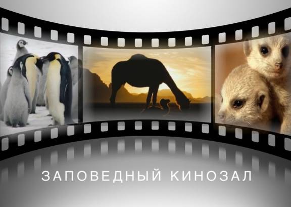 Заповедный кинозал