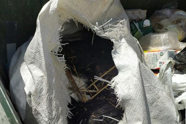 В мусорный бак на Киквидзе выкинули живую собаку в мешке
